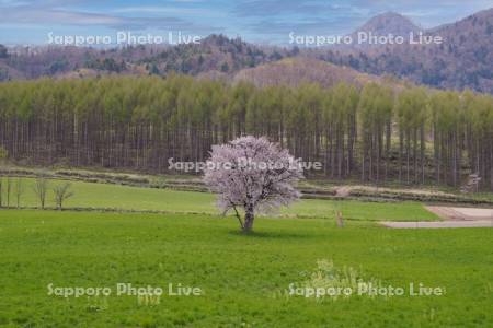 上御料の一本桜