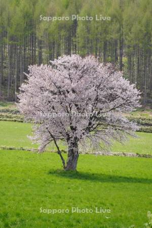 上御料の一本桜