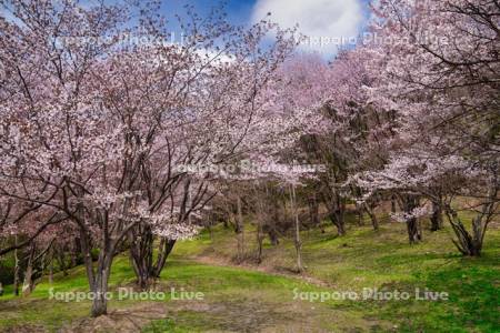 朝日ヶ丘総合公園の桜