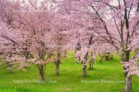 キトウシ森林公園の桜