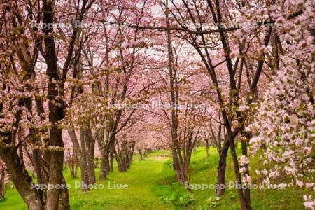 キトウシ森林公園の桜