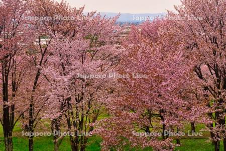 キトウシ森林公園の桜