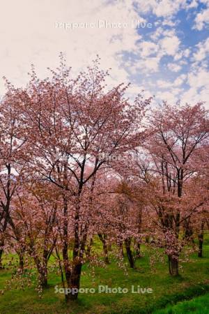 キトウシ森林公園の桜