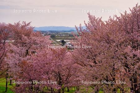 キトウシ森林公園の桜