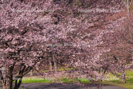 真駒内公園の桜