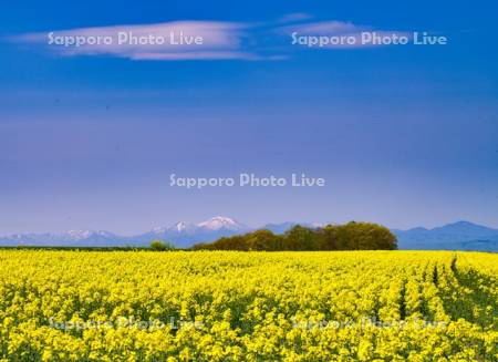 菜の花畑
