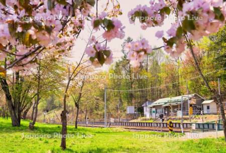 塩狩駅と桜