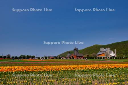 かみゆうべつチューリップ公園