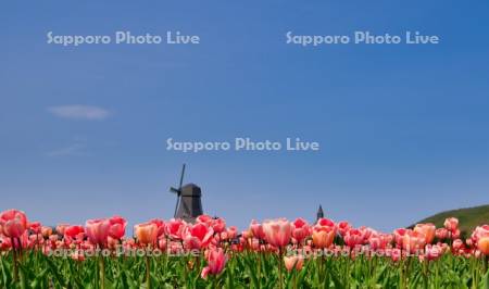 かみゆうべつチューリップ公園