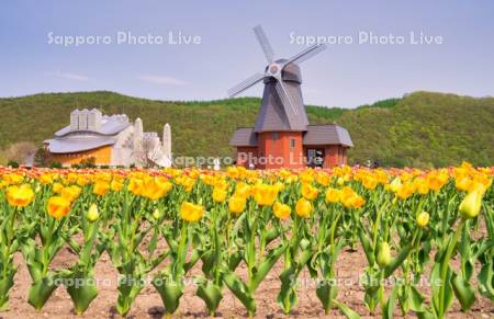 かみゆうべつチューリップ公園