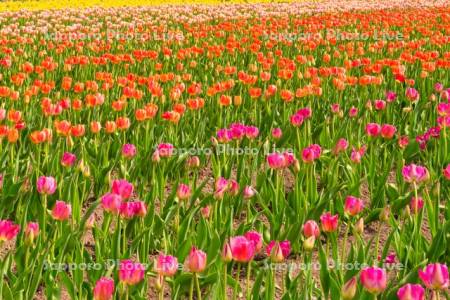かみゆうべつチューリップ公園