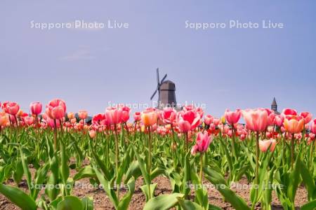 かみゆうべつチューリップ公園