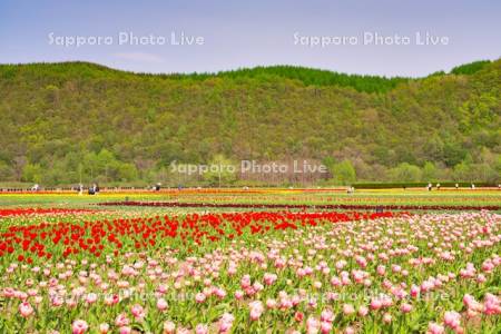 かみゆうべつチューリップ公園