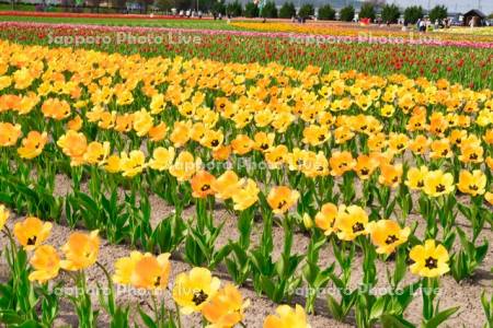 かみゆうべつチューリップ公園