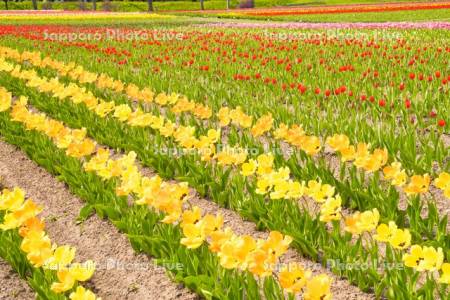 かみゆうべつチューリップ公園