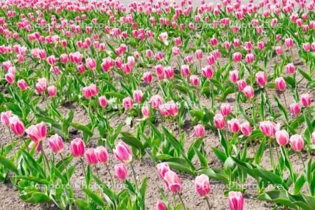 かみゆうべつチューリップ公園