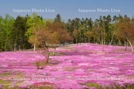 芝ざくら滝上公園