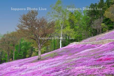 芝ざくら滝上公園