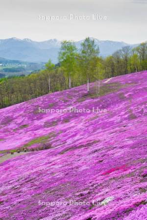 芝ざくら滝上公園