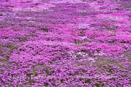 芝ざくら滝上公園