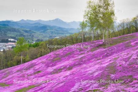 芝ざくら滝上公園