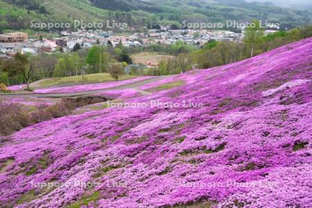 芝ざくら滝上公園
