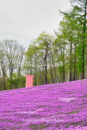 芝ざくら滝上公園どこまでもドア