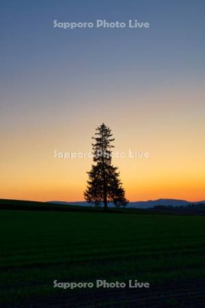 クリスマスツリーの木と夕焼け