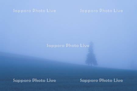 朝もやのクリスマスツリーの木