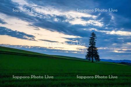 クリスマスツリーの木と夕焼け