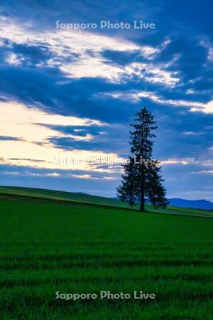 クリスマスツリーの木と夕焼け