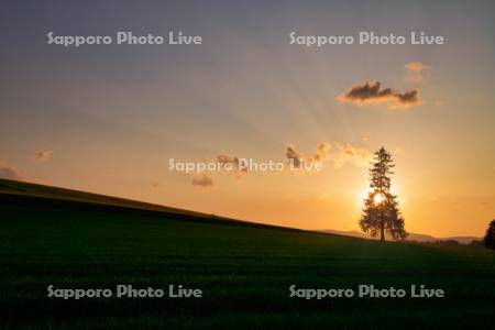 クリスマスツリーの木と夕日