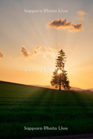クリスマスツリーの木と夕日