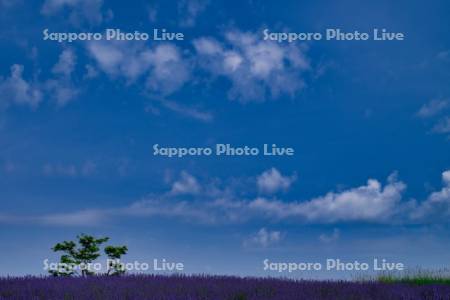 日の出公園ブルーキャットミント