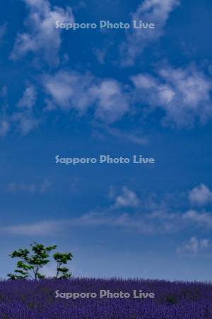 日の出公園ブルーキャットミント