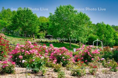 ローズガーデンちっぷべつ