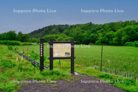 日本最北の水田