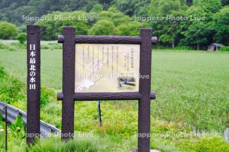 日本最北の水田