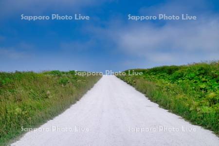 宗谷丘陵の白い道