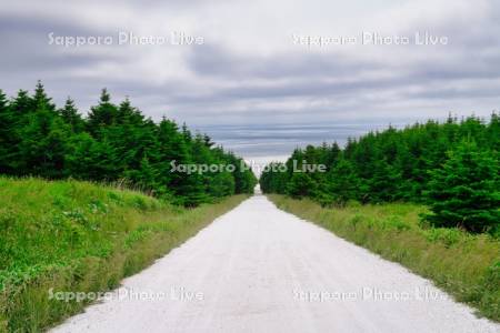 宗谷丘陵の白い道