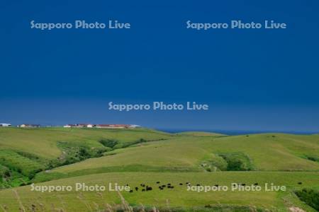 宗谷丘陵と放牧