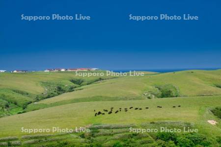 宗谷丘陵と放牧