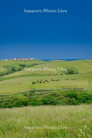 宗谷丘陵と放牧