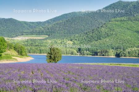 かなやま湖とラベンダー