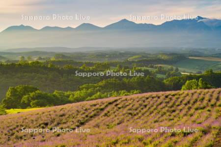 深山峠よりラベンダー畑と十勝岳連峰