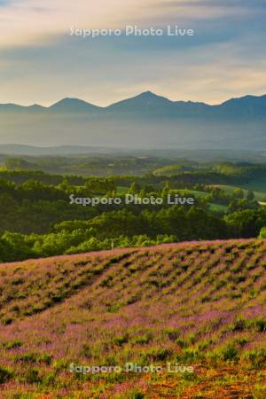 深山峠よりラベンダー畑と十勝岳連峰