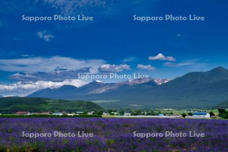 ラベンダー畑と十勝岳連峰