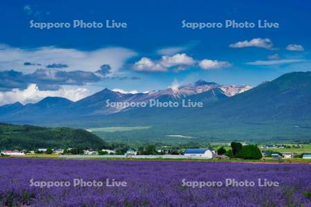 ラベンダー畑と十勝岳連峰