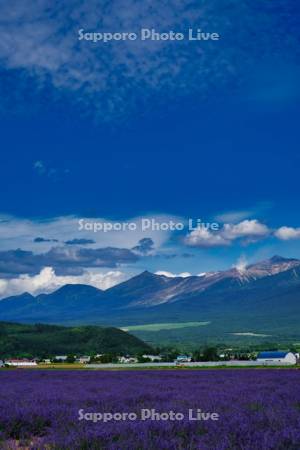 ラベンダー畑と十勝岳連峰