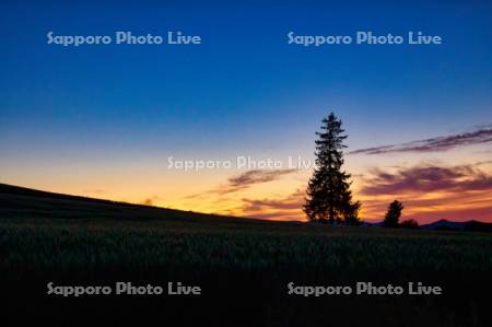 クリスマスツリーのきの夕景